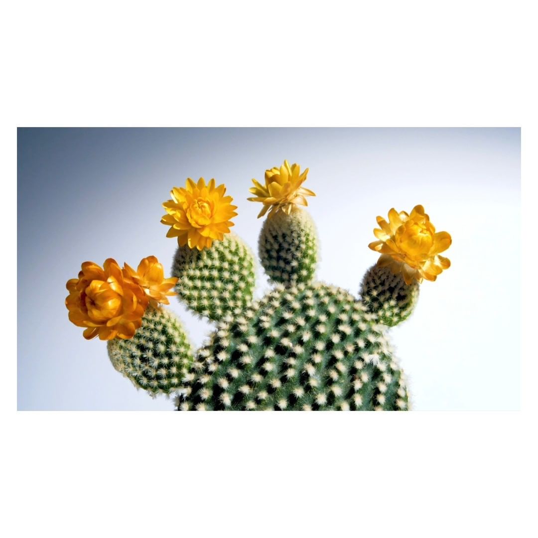 YSL Beauty |  Oct. 22