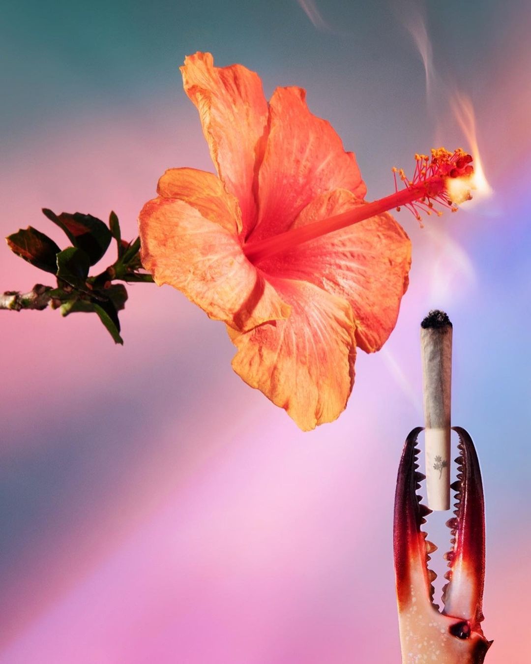 Miss Grass |  Nov. 20