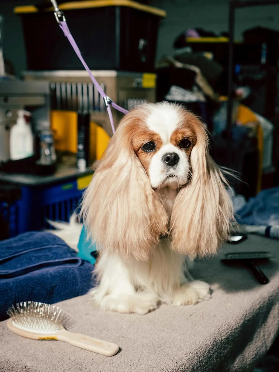 Poupay X Vogue US Feb. 26