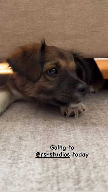 Beemo goes to HOLLYWOOD🤩!! @rshstudiosholly...