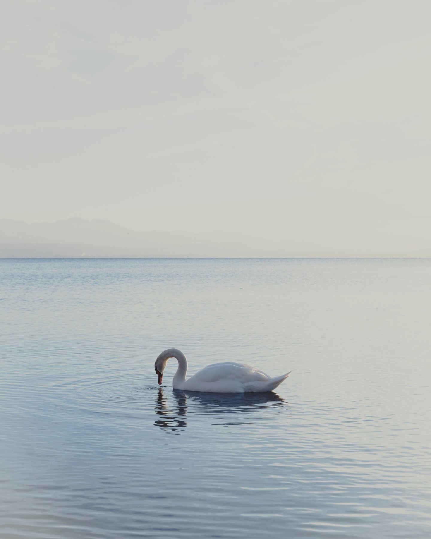 Renaud Marion