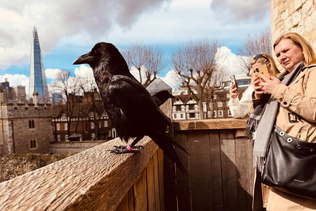 Tower Raven 2024