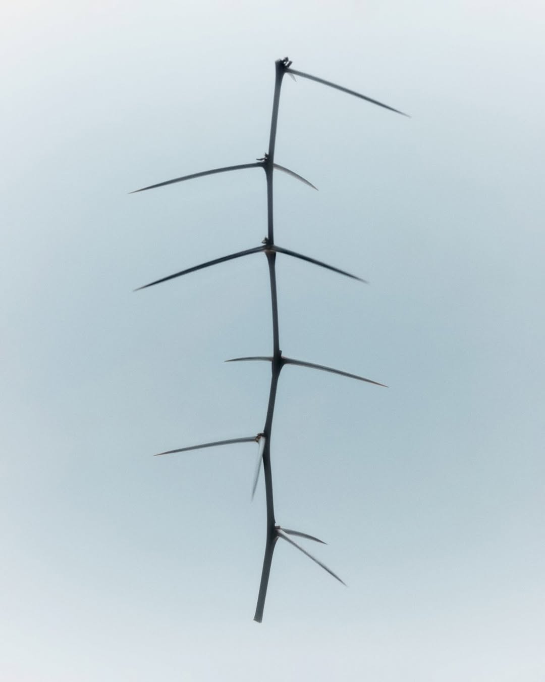 Marçal Vaquer Nov. 25