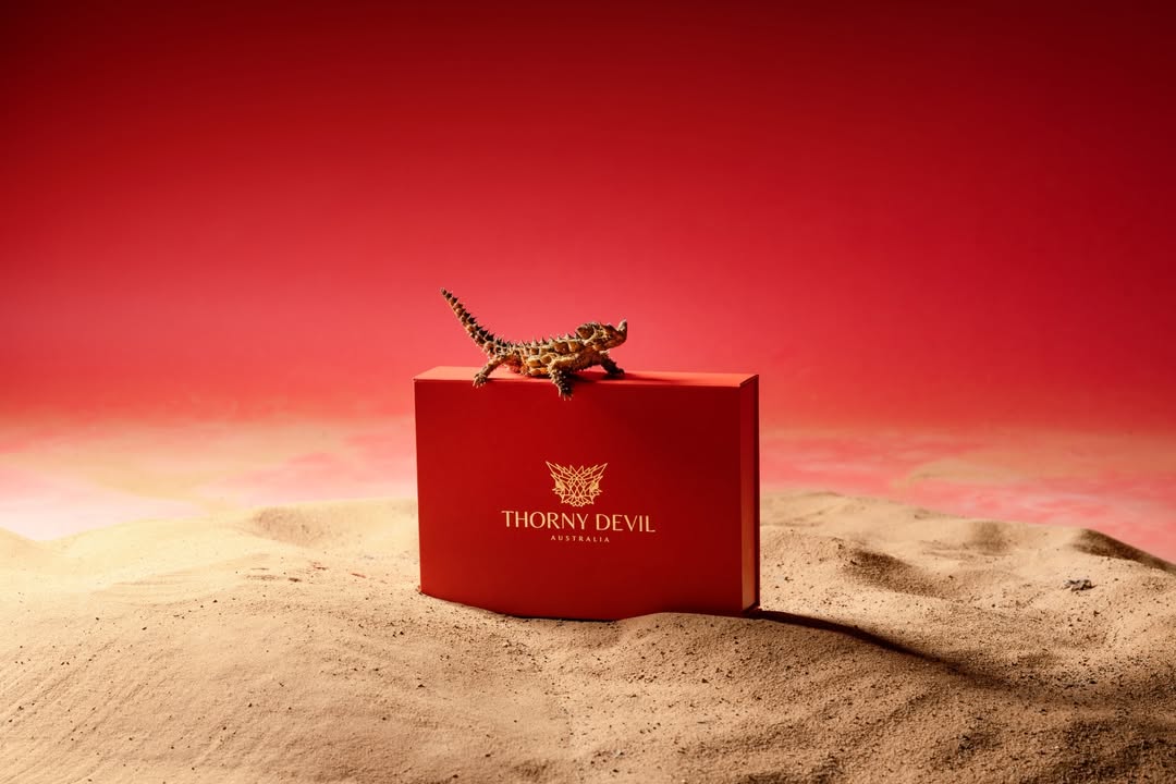 Russell James X Thorny Devil Australia Jan. 26