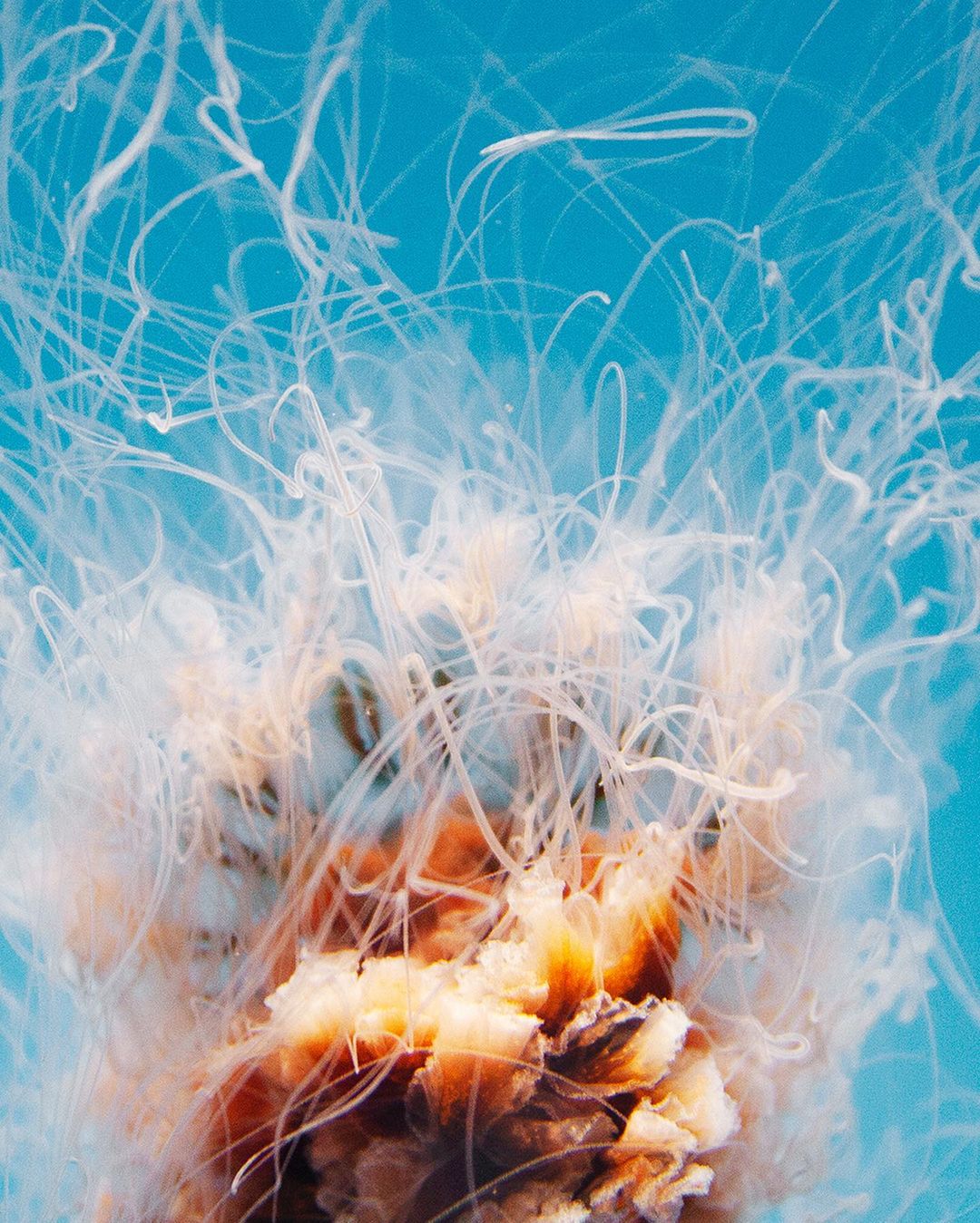 Venomous Magazine |  Mar. 23