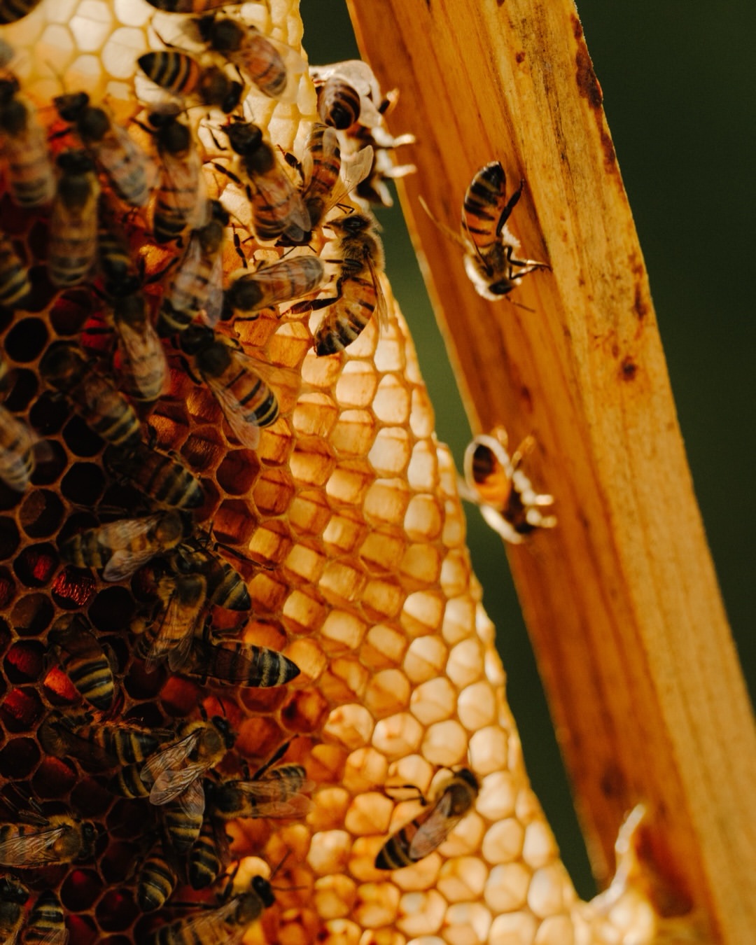 Samuel Elkins Feb. 26