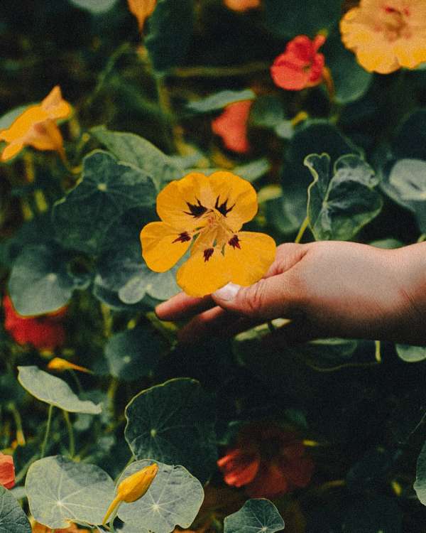 Sara Forrest