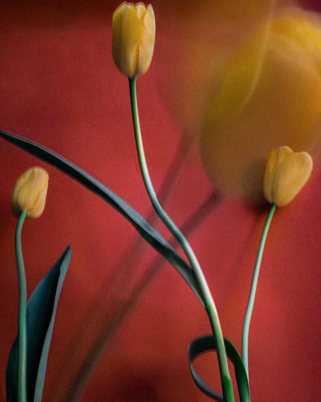 Sarah van Rij & David van der Leeuw