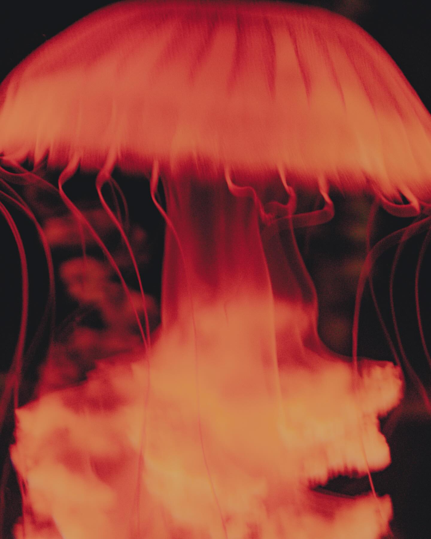 Sebastien Zanella