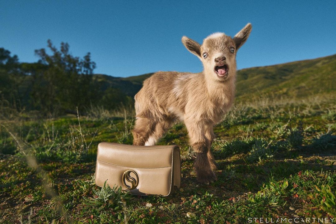 Stella McCartney |  May. 23