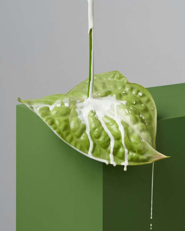 Harel+Ocante