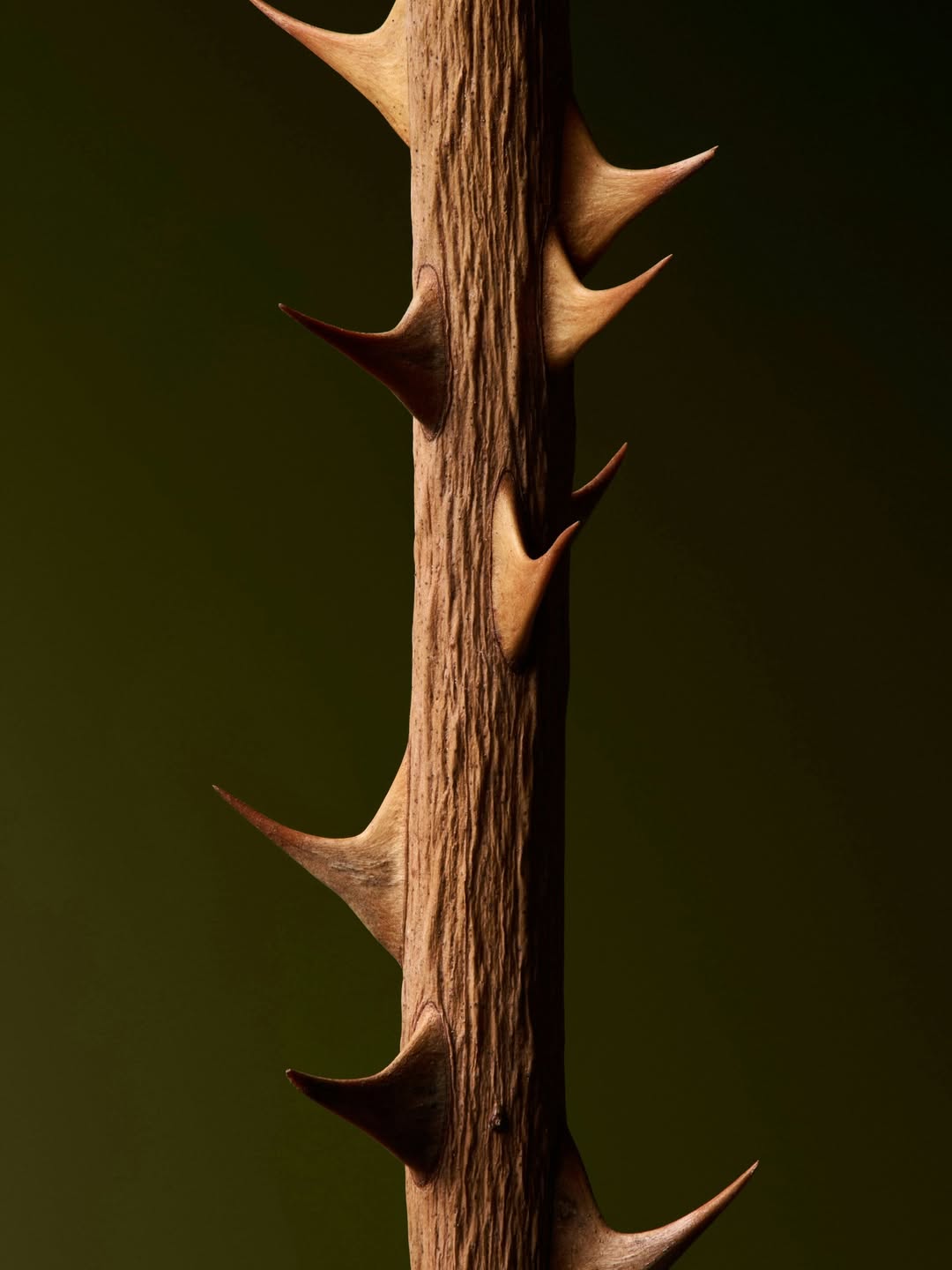 Harel+Ocante X UNDERBUG Nov. 25