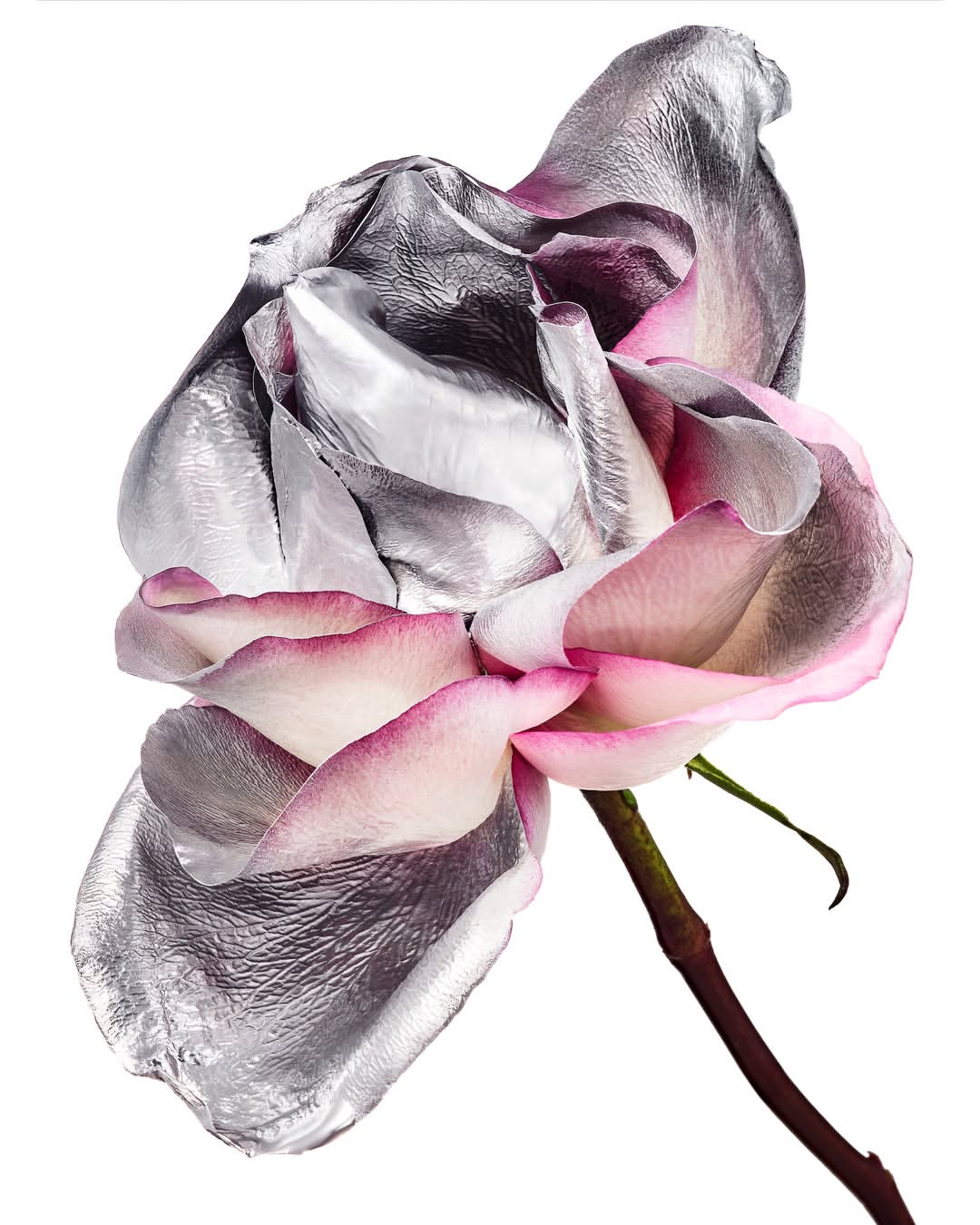 <a href="/lilas-le-quellec">Lilas Le Quellec</a> <span style="text-transform: none; white-space: nowrap;">Nov. 25</span>