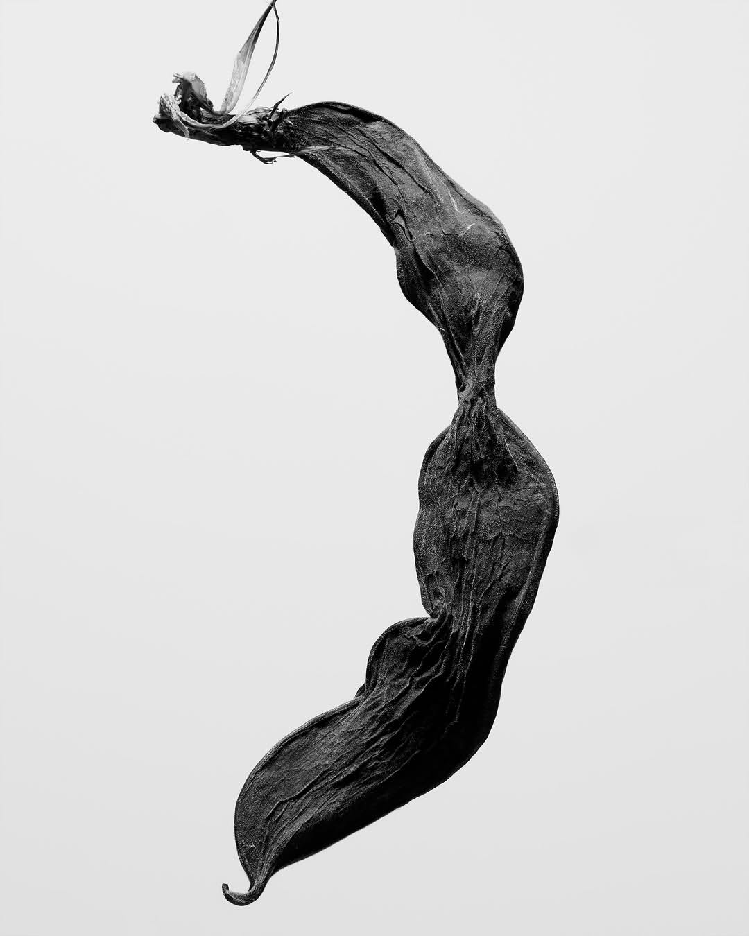 Harel+Ocante X Nature
