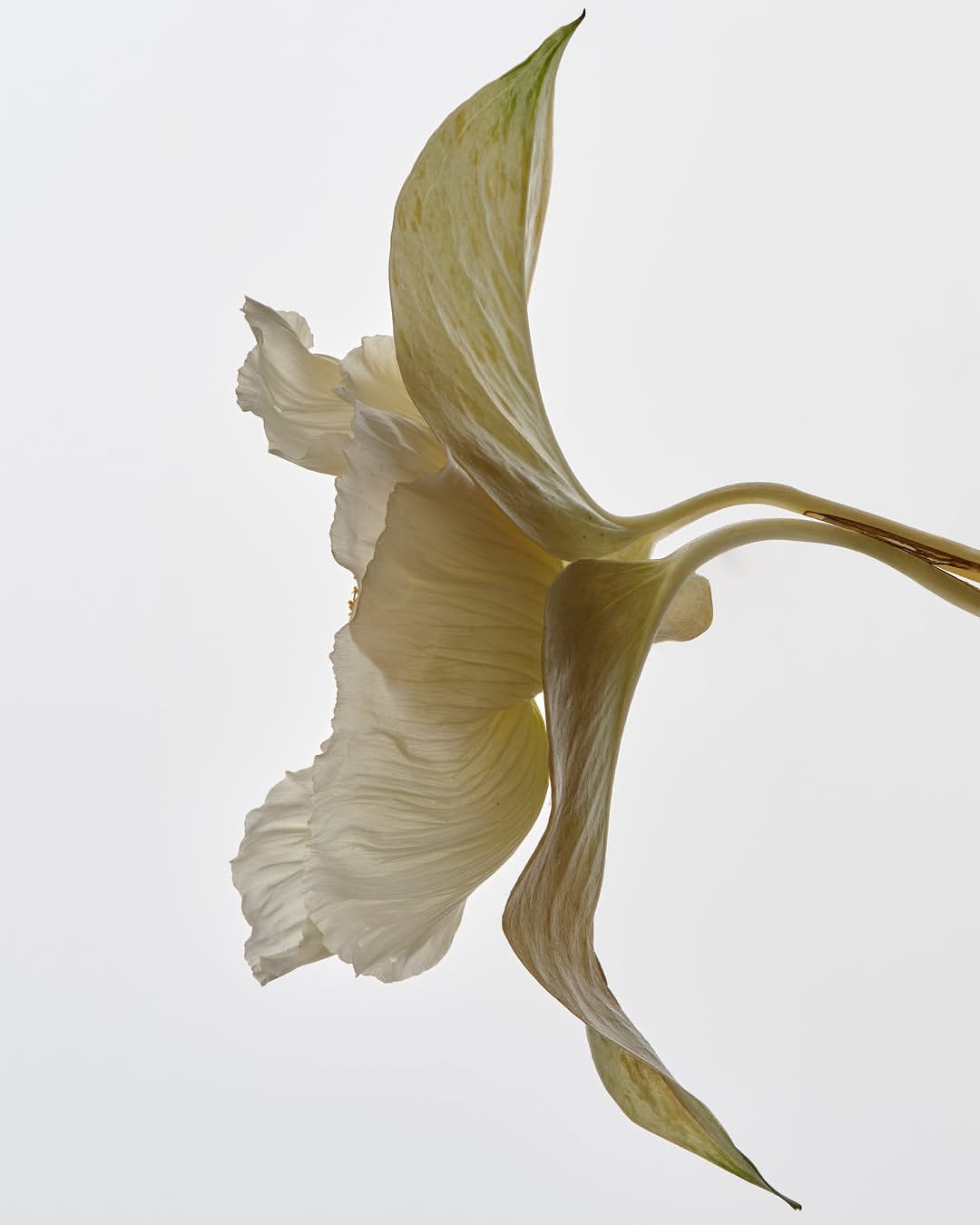 Harel+Ocante X Nature May. 26