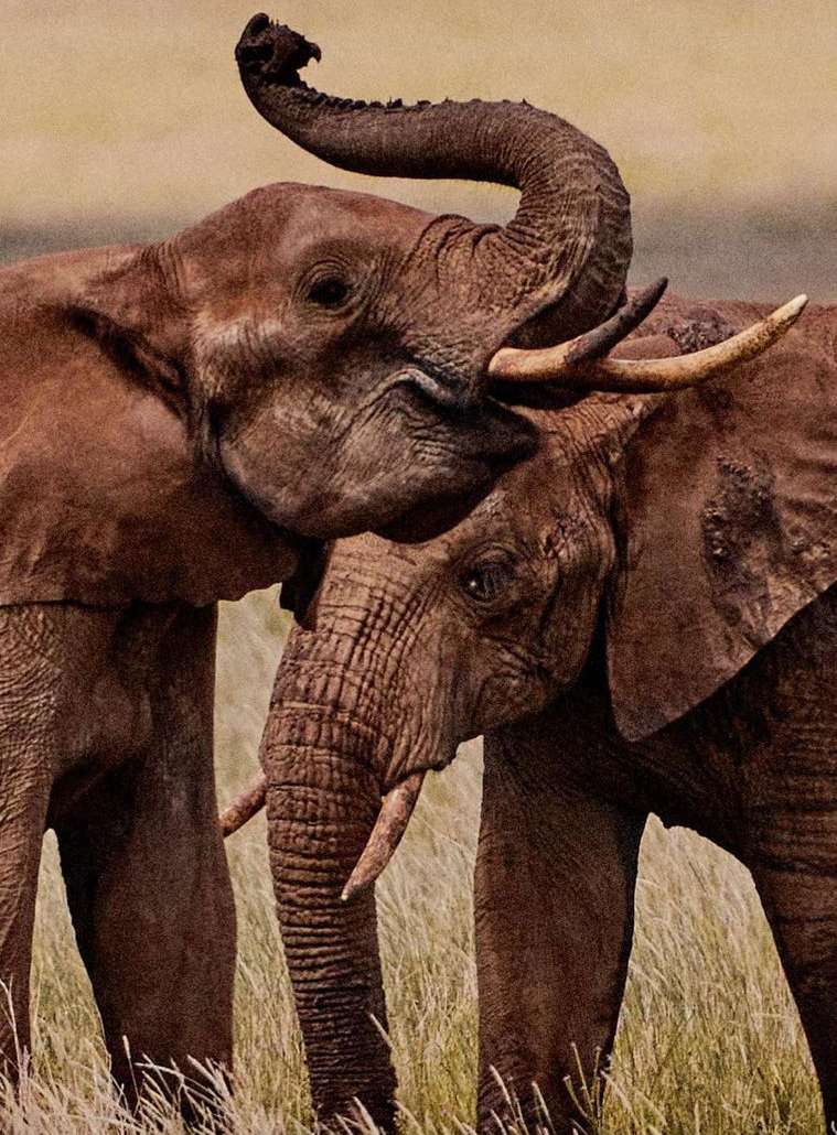 Elle France |  Mar. 22