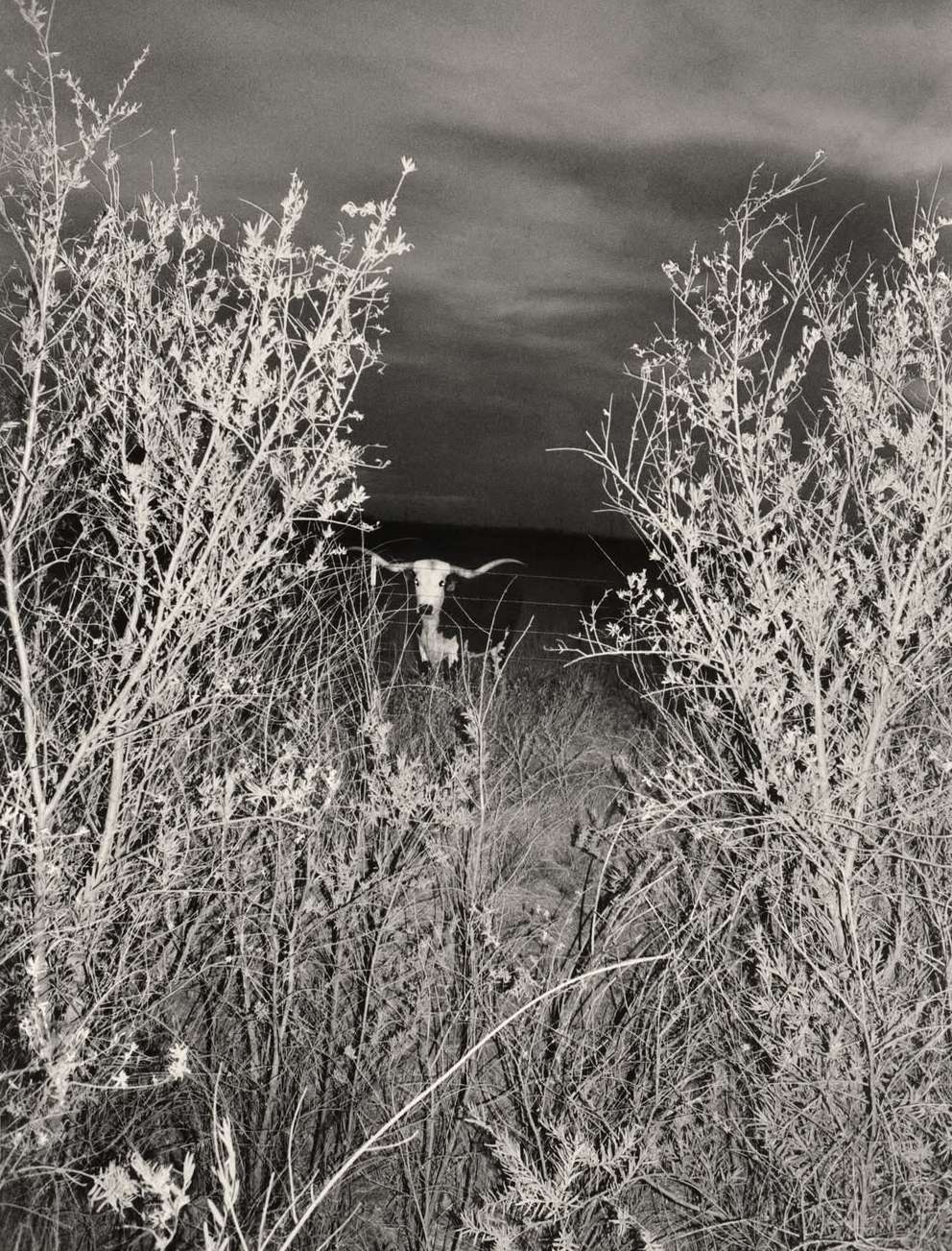 Keith Oshiro X LOCAL OPTIMIST Dec. 25