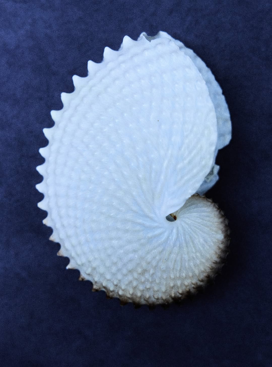 Myrthe Giesbers Apr. 26