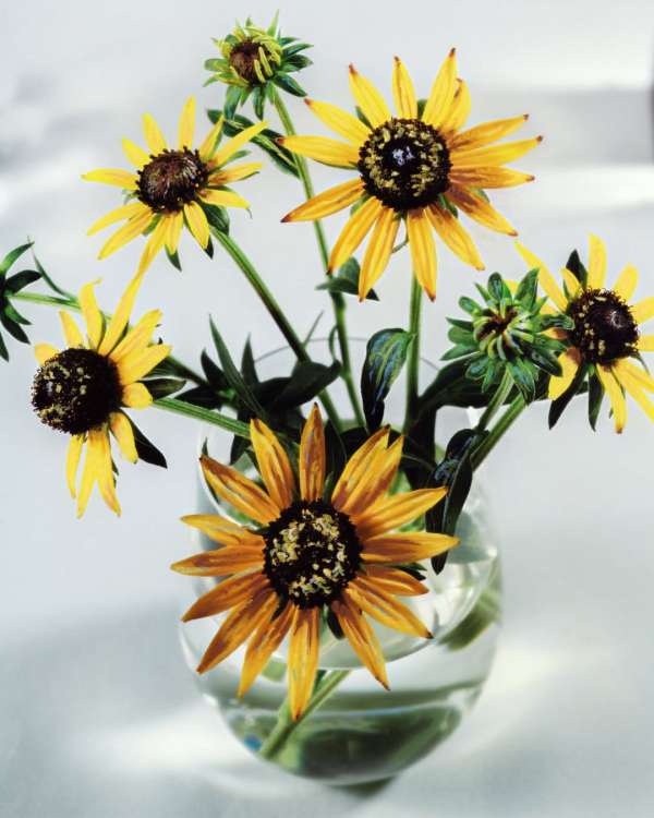 Achille Laplante Le Brun