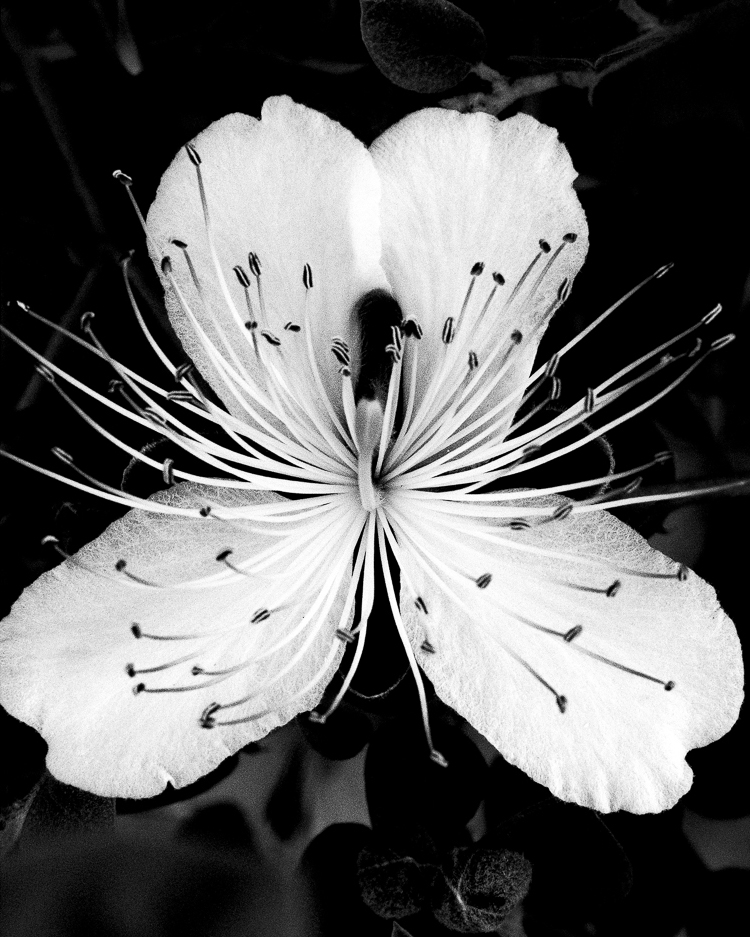 Thibault Jouvent Nov. 25