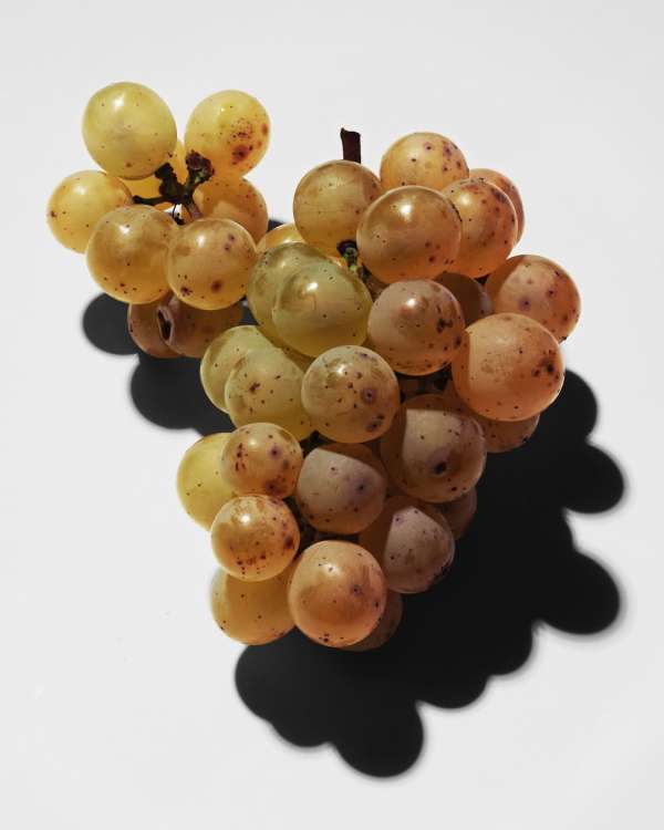 Achille Laplante Le Brun