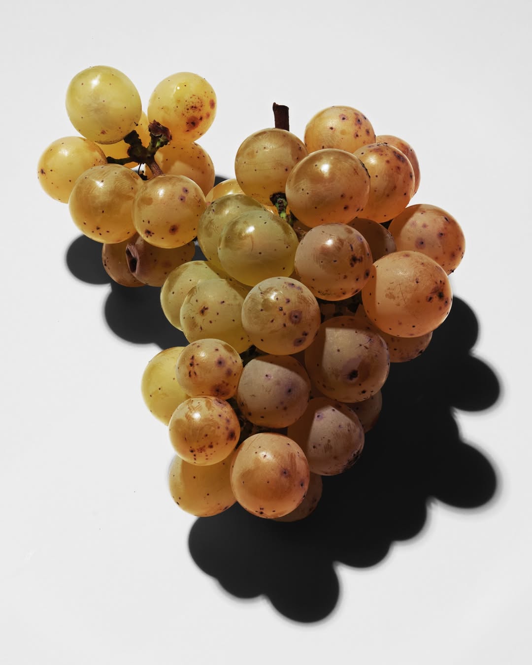 Achille Laplante Le Brun Jan. 26