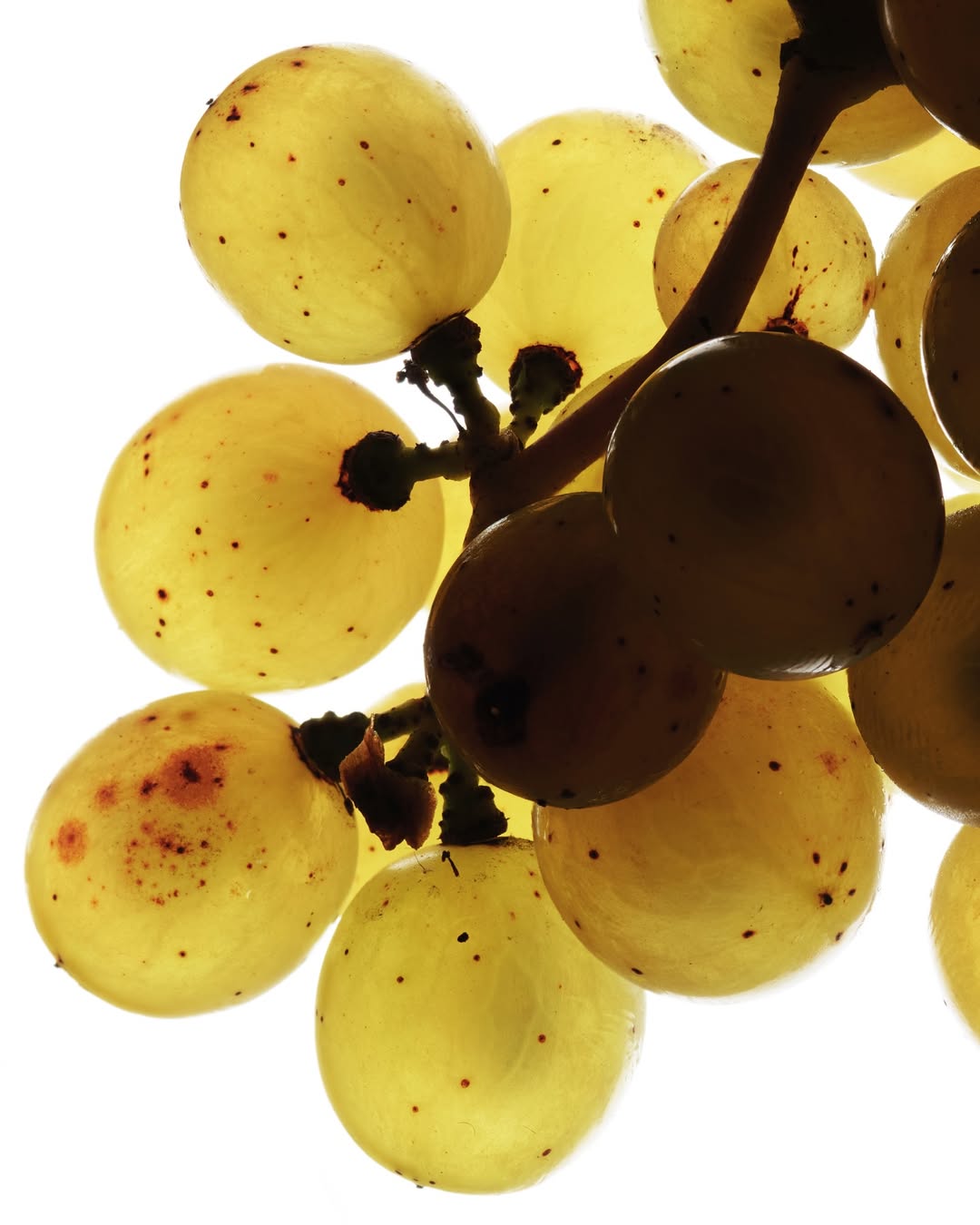 Achille Laplante Le Brun