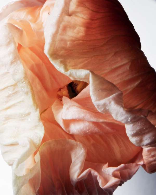 Achille Laplante Le Brun