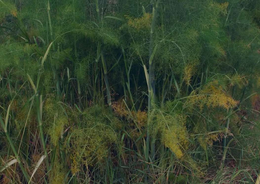 Evelyn Dragan Feb. 26