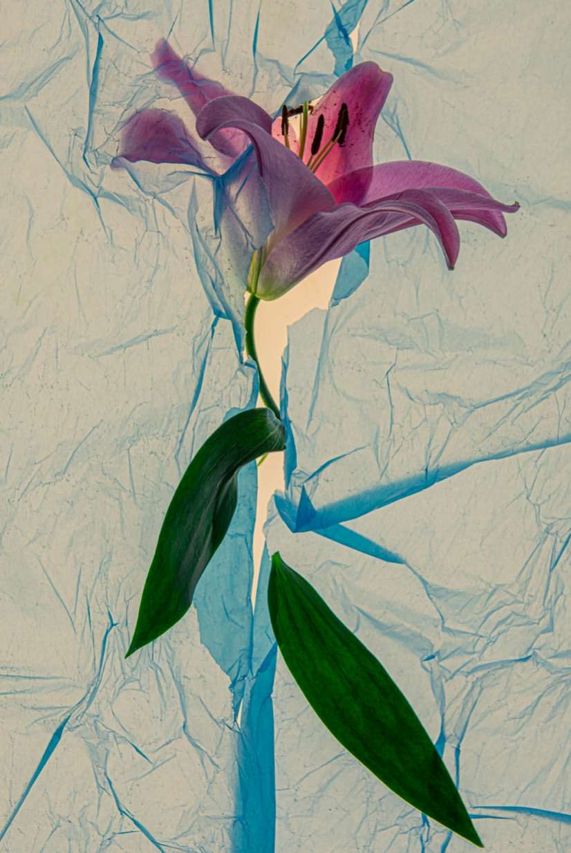 Sophie Le Gendre
