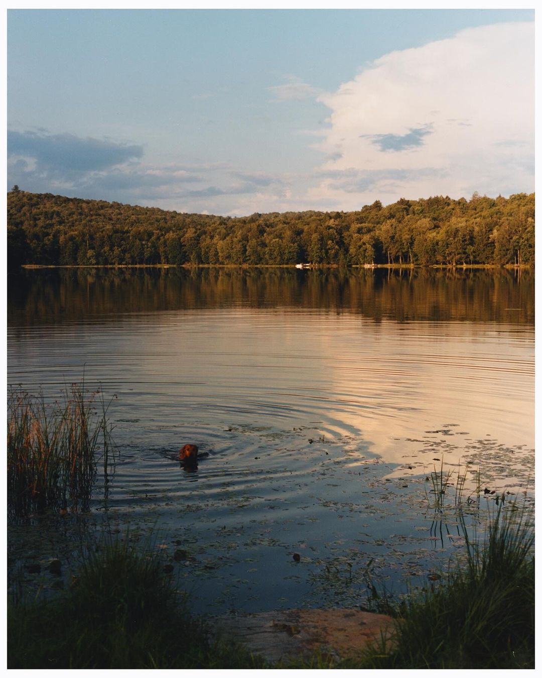 Sophie Chan Andreassend