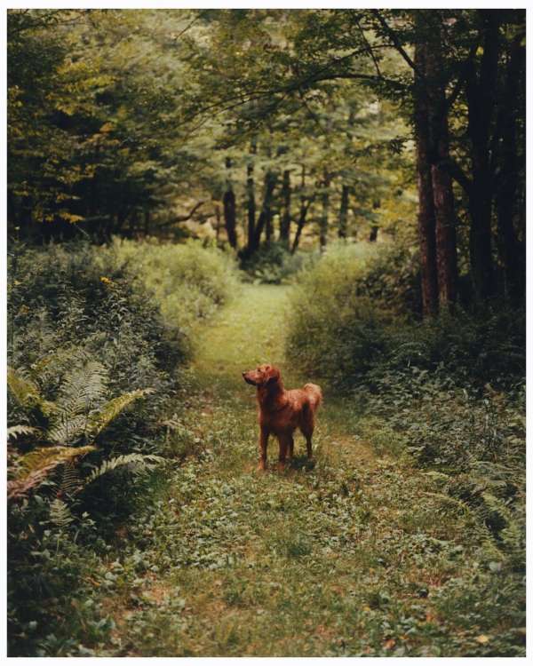 Sophie Chan Andreassend