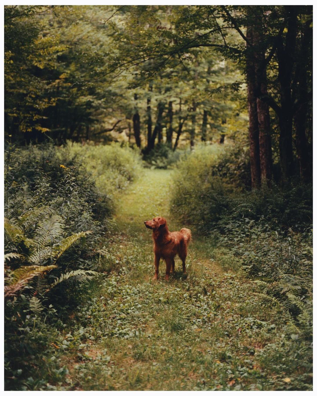 Sophie Chan Andreassend