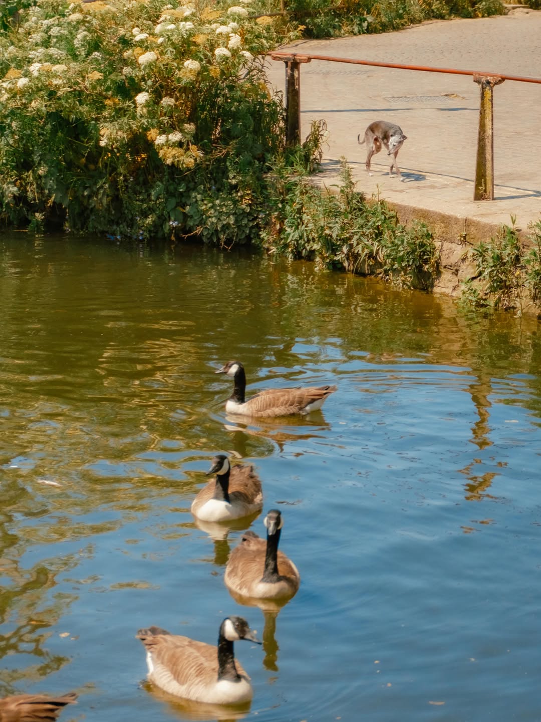 slider image