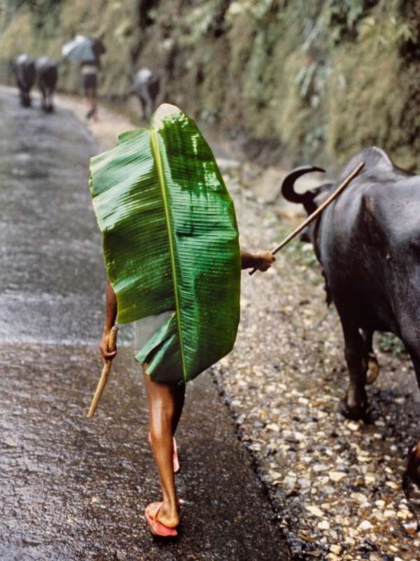 Steve McCurry
