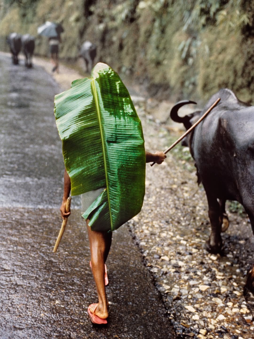 <a href="/steve-mccurry">Steve McCurry</a> <span style="text-transform: none; white-space: nowrap;">Jul. 25</span>