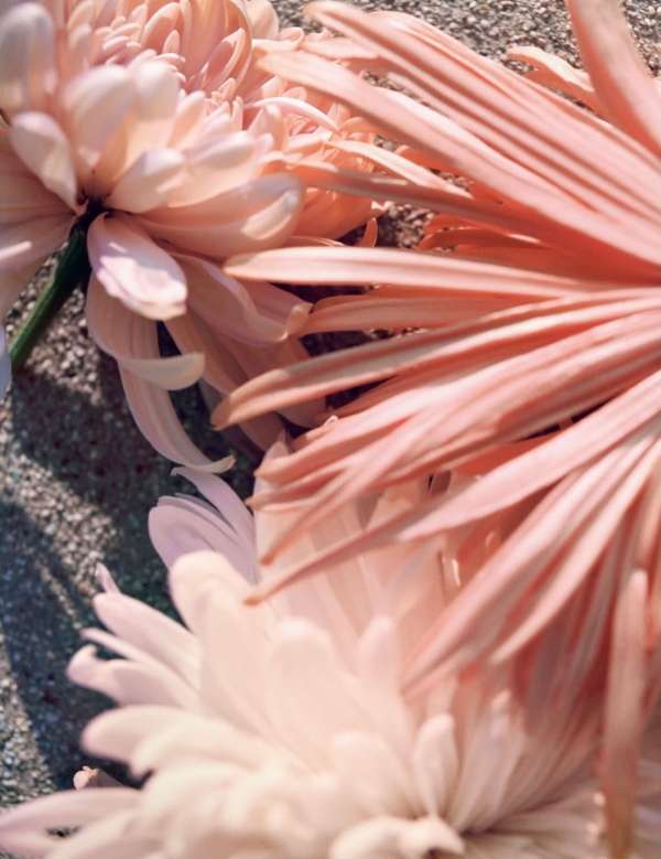 Chanel Beauty, Jū, Xiǎowén