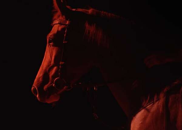 @wepresent - S’ARDIA 🏇