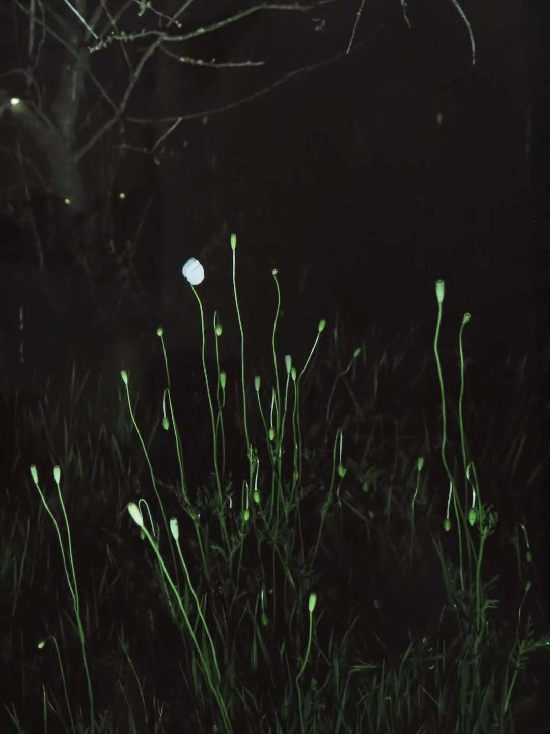 La Team Daguerre a passé quelques heures au cœur de l’exposition Paris Photo.
Cette dernière met en avant une grande diversité d’artistes, de tirages et de visions. On y découvre des images fortes, des approches nouvelles et une vraie attention portée à la lumière et à la matière.
Voici quelques instants qui nous ont marqués, partagés tels que nous les avons vus.
Une belle dose d’inspiration pour notre travail au Studio Daguerre.

#expo #exhibition #Parisphoto #newissue #studiodaguerre parisphotographer studiophoto studiophotoparisphotographyphotoshoot photographer photooftheday photo studio portrait model photoshopfashionphotography art photographylovers photomodel