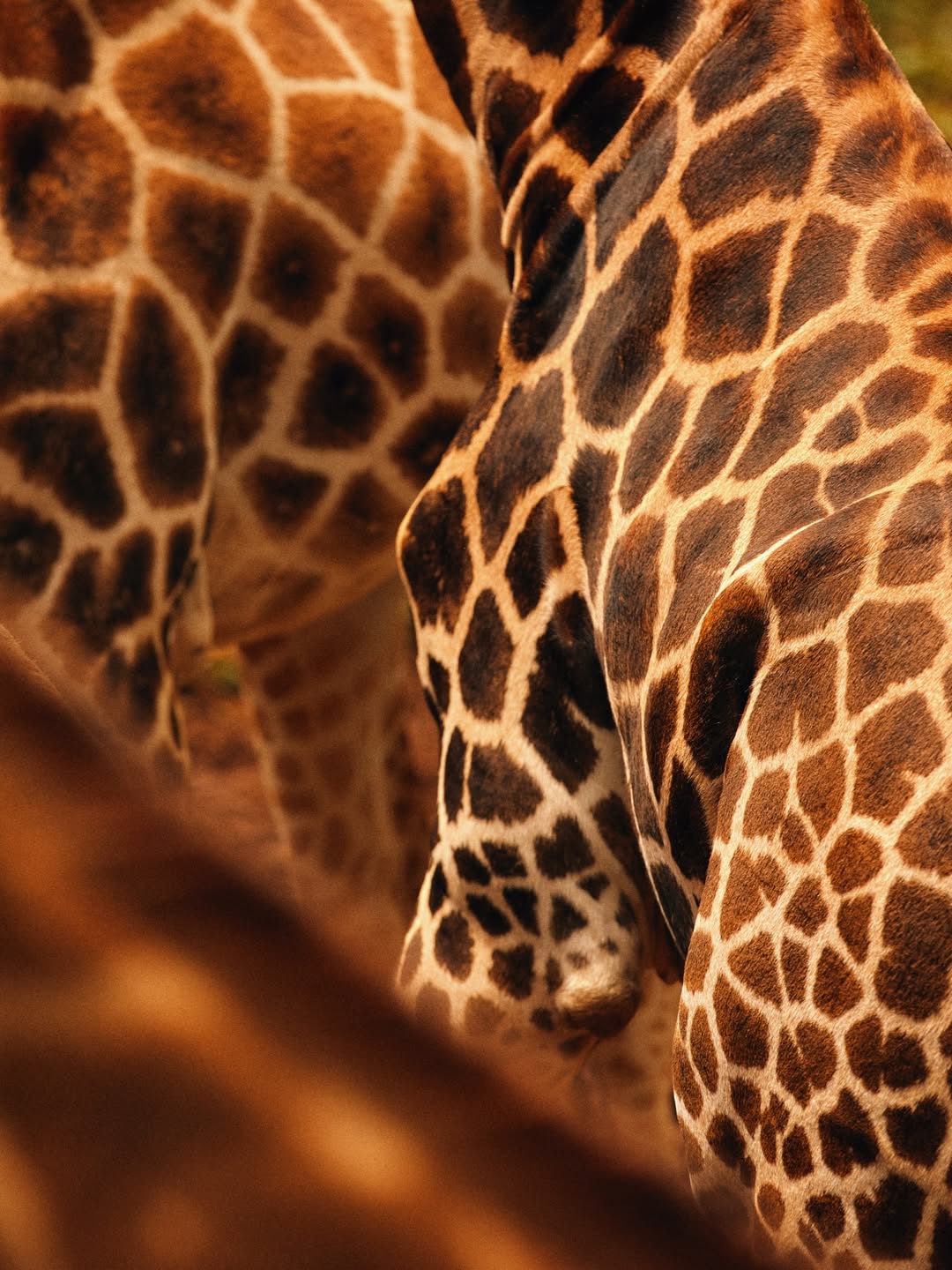 Mathieu Richer Mamousse X Air France Jan. 26