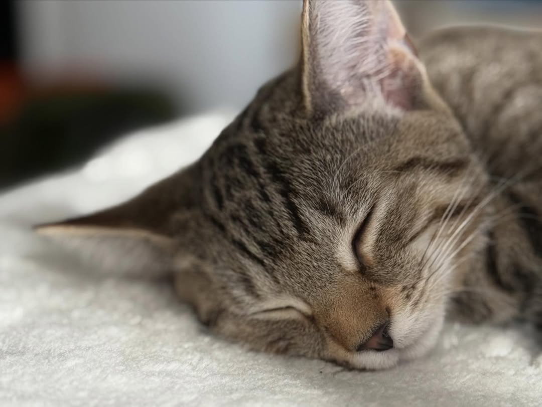 Was a pretty good one!
The favorite child was here @sashaaeb , 
Met some 🐱 cuties, Mouse and Winnie,
played some games @rick_weibezahn , until we couldn’t, took selfies @eric_thompson , typical.