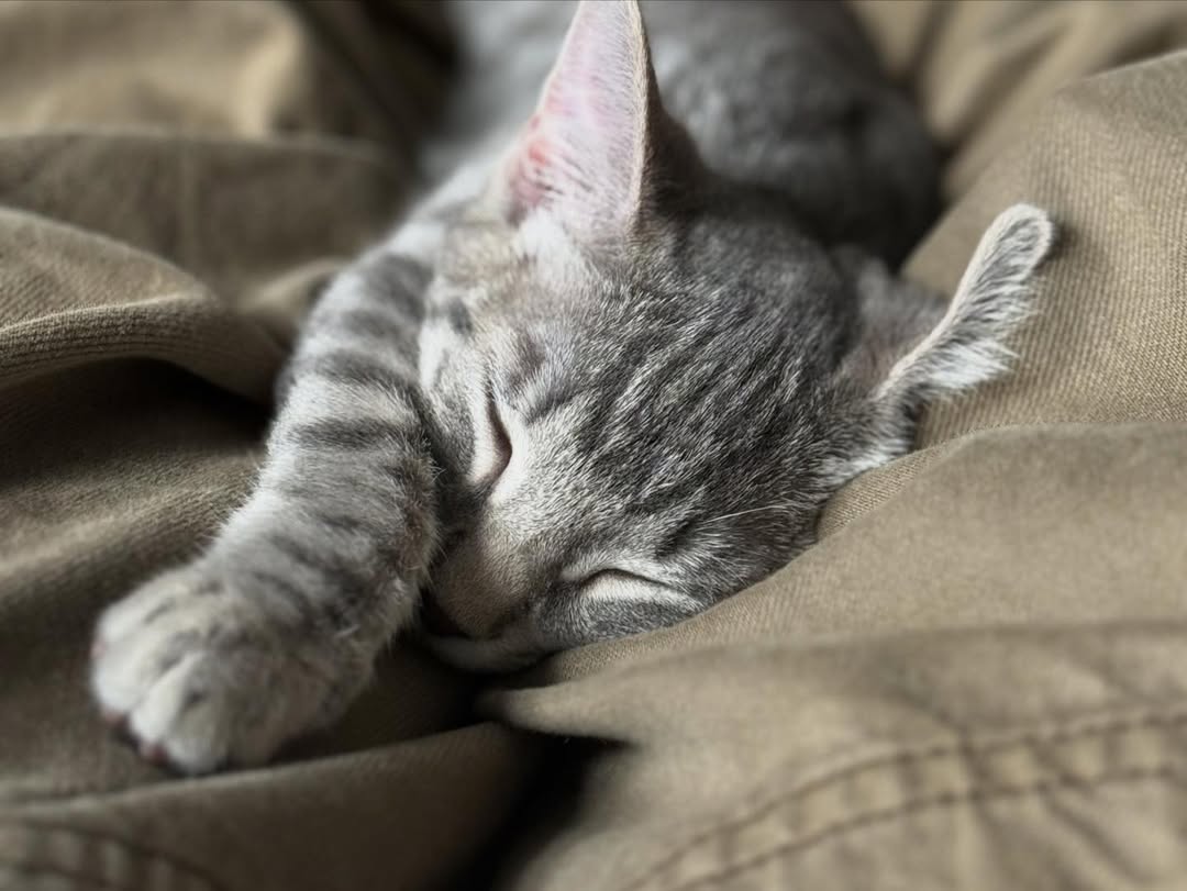 Was a pretty good one!
The favorite child was here @sashaaeb , 
Met some 🐱 cuties, Mouse and Winnie,
played some games @rick_weibezahn , until we couldn’t, took selfies @eric_thompson , typical.