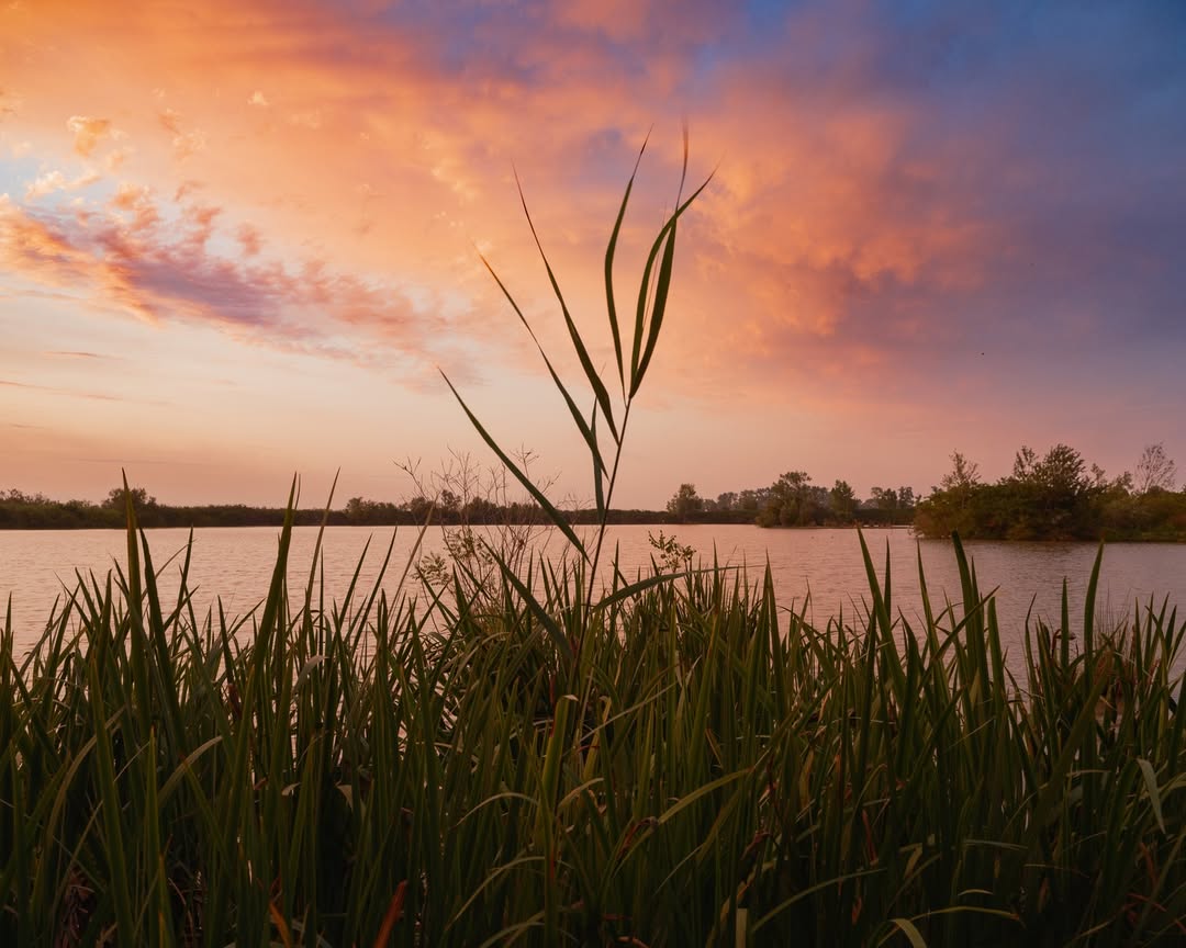 Alex Cretey Systermans X The New York Times Jul. 25