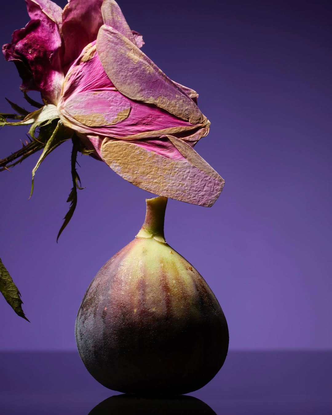 Tara DiGiovanni Nov. 25