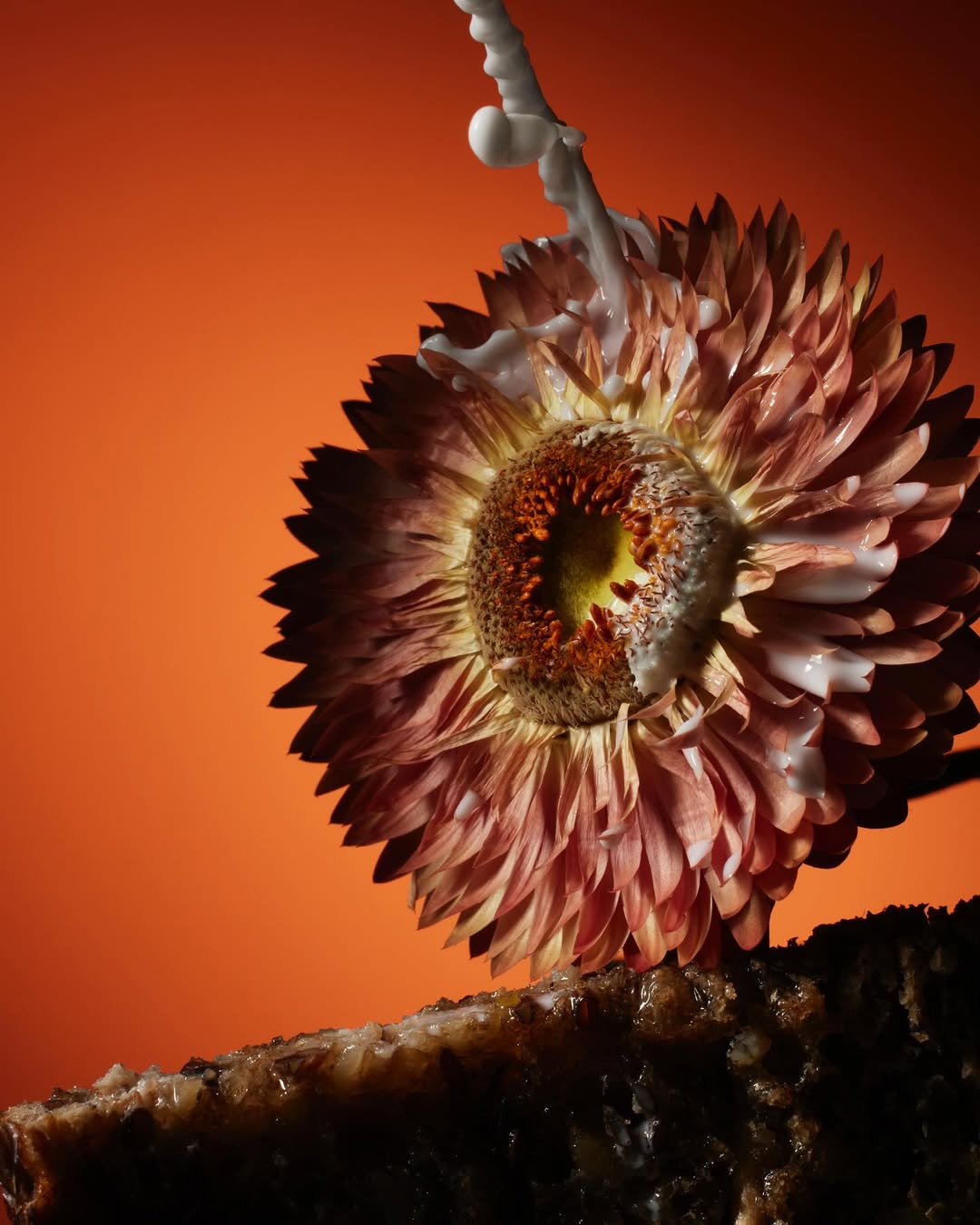 Tara DiGiovanni Jan. 26