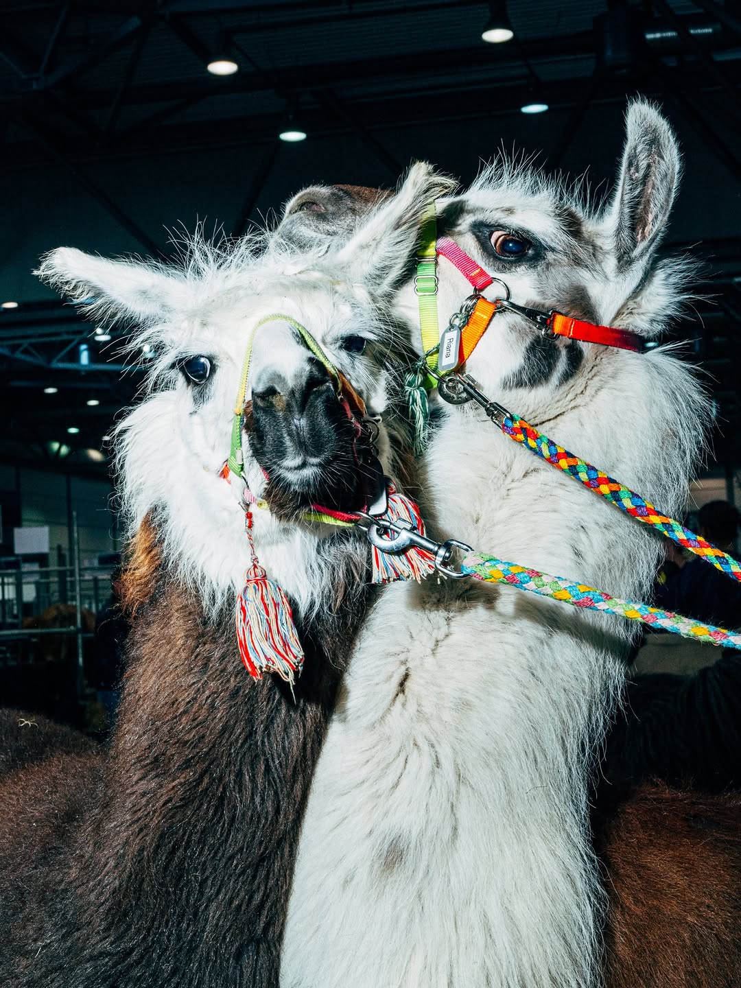 Nikita Teryoshin Apr. 26