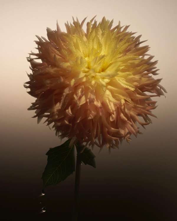 Holly Corbett Represents