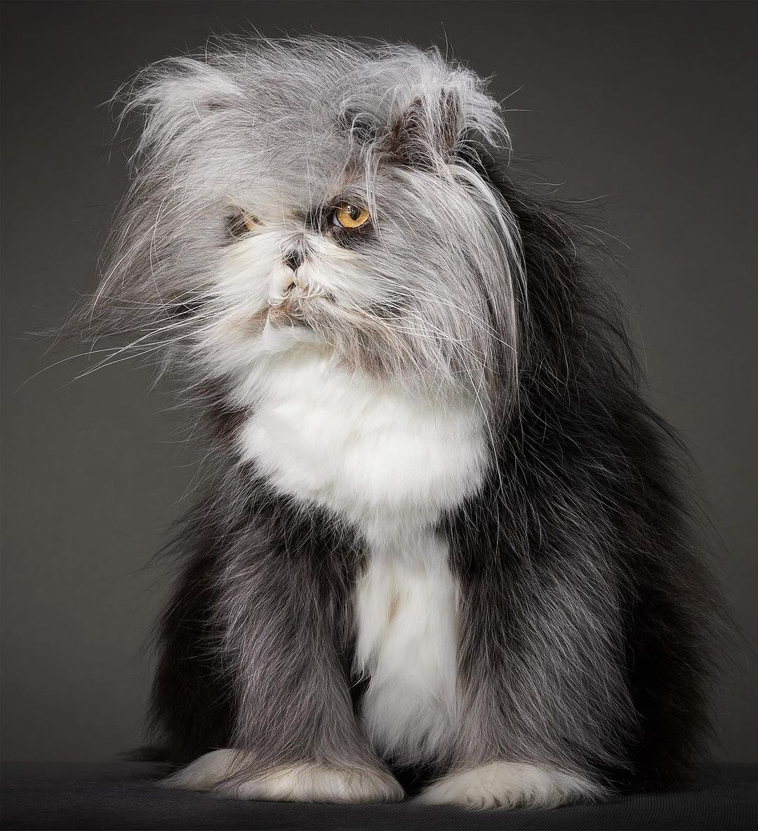 Tim Flach