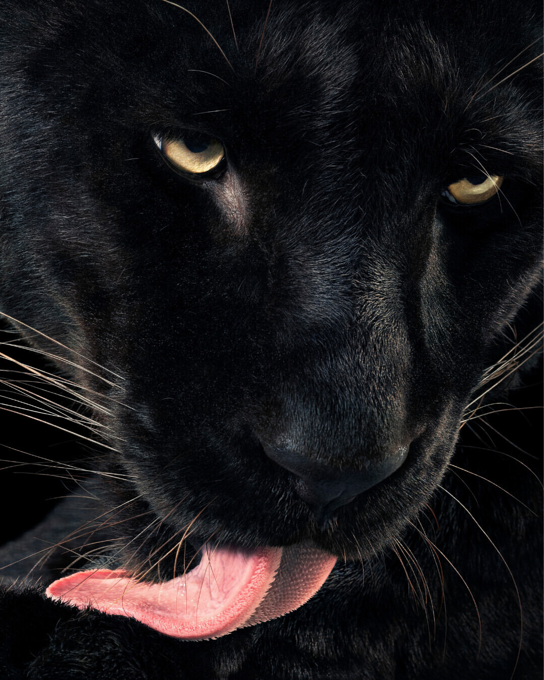 Tim Flach X GEO Jan. 26