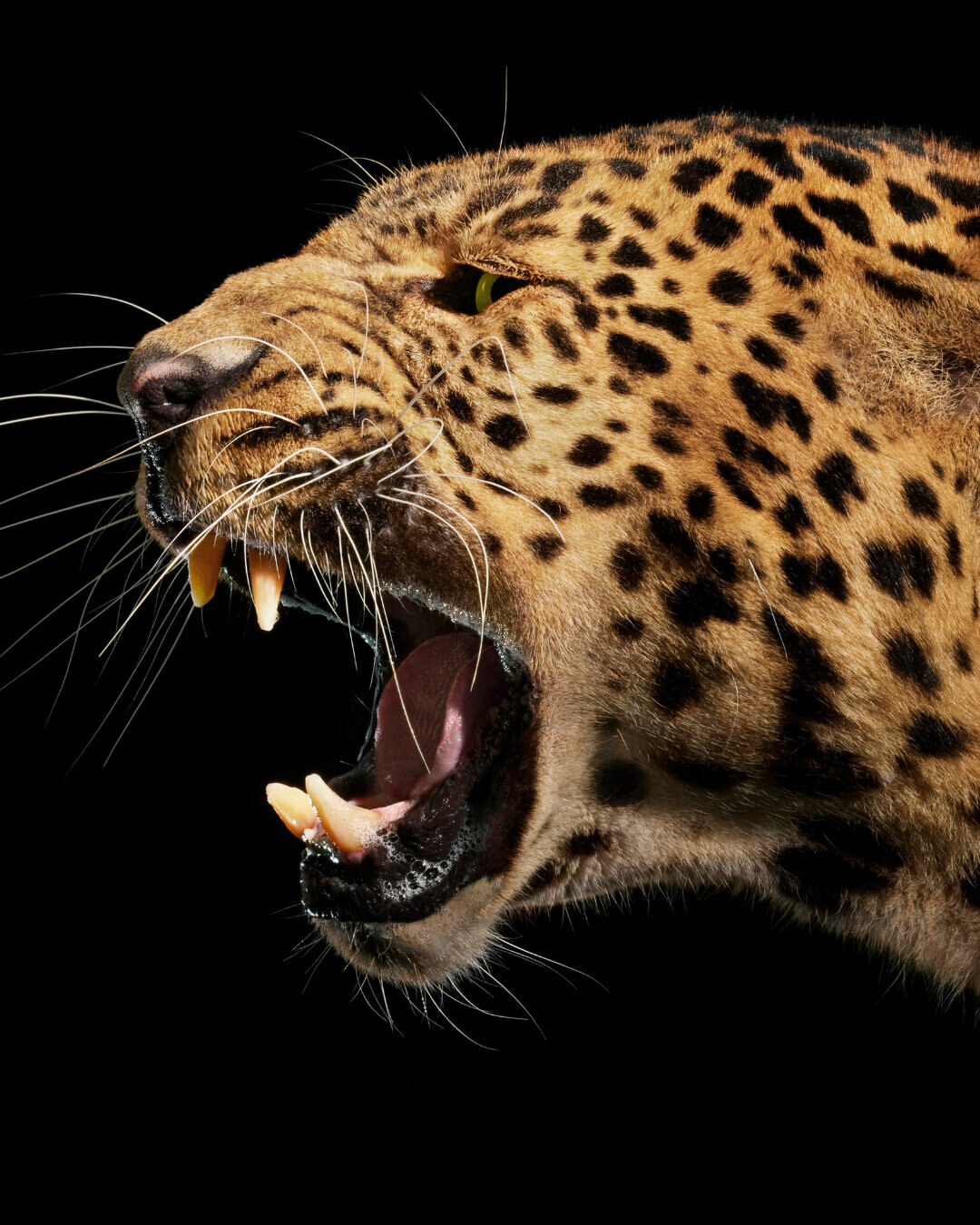 Tim Flach X GEO Jan. 26